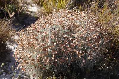 Syncarpha gnaphaloides, photographed by Tony Rebelo