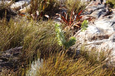 Gomphocarpus cancellatus, photographed by Tony Rebelo