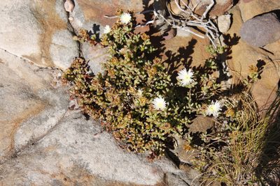 Lampranthus falciformis, photographed by Tony Rebelo