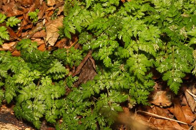 Myrrhis odorata, photographed by Stephen James McWilliam