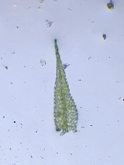 Rhynchostegiella teneriffae, photographed by Jonathan Hughes