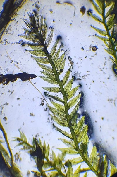 Rhynchostegiella teneriffae, photographed by Jonathan Hughes
