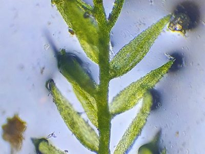 Rhynchostegiella teneriffae, photographed by Jonathan Hughes
