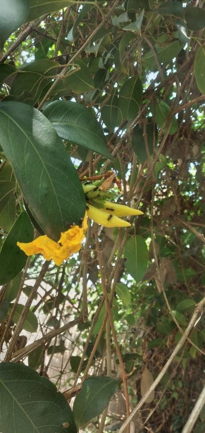 Adenocalymma marginatum, photographed by Fede y Vani