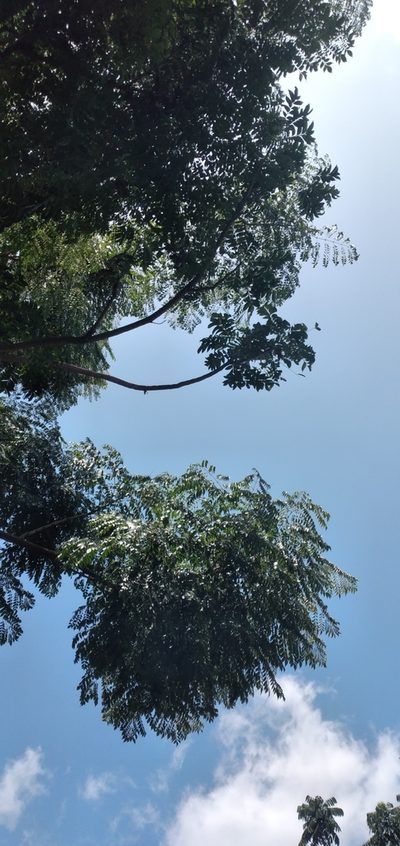 Jacaranda micrantha, photographed by Fede y Vani