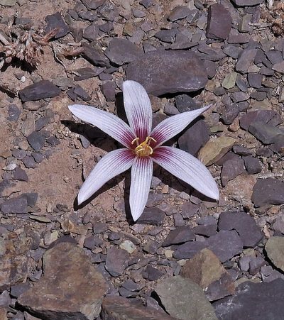 Zephyranthes andina, photographed by Hugo Hulsberg