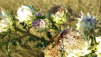 Baccharoides adoensis, photographed by grabbarg