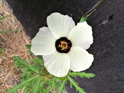 Hibiscus trionum, photographed by Grey Smith