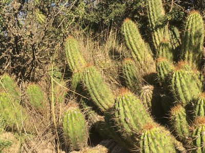 Soehrensia candicans, photographed by Valentín Alfano