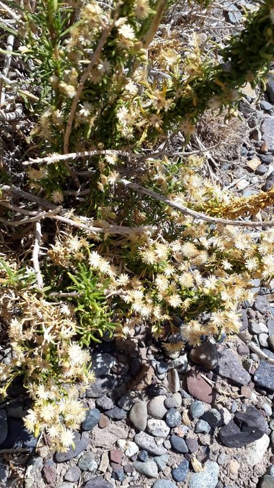 Baccharis grisebachii, photographed by Lauu
