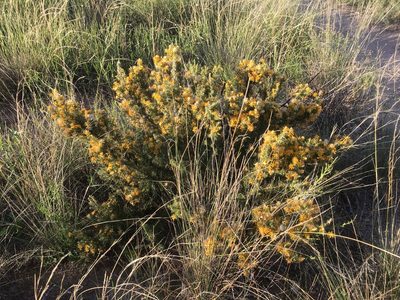 Chuquiraga erinacea, photographed by Valentín Alfano