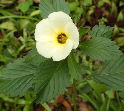 Turnera subulata, photographed by Helio Lourencini