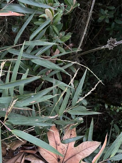 Chusquea scandens, photographed by Nicolás Baresch Uribe