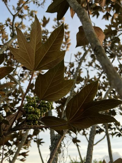 Oreopanax discolor, photographed by Nicolás Baresch Uribe