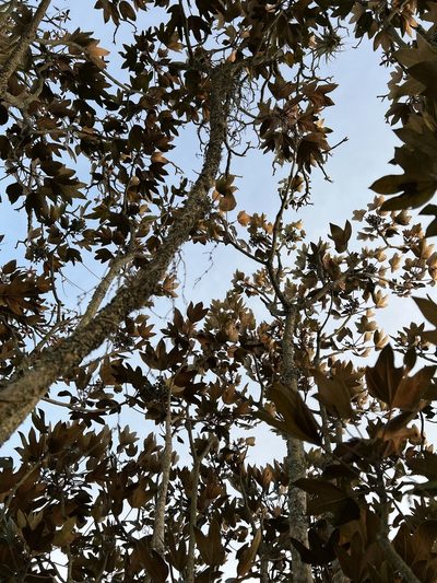 Oreopanax discolor, photographed by Nicolás Baresch Uribe
