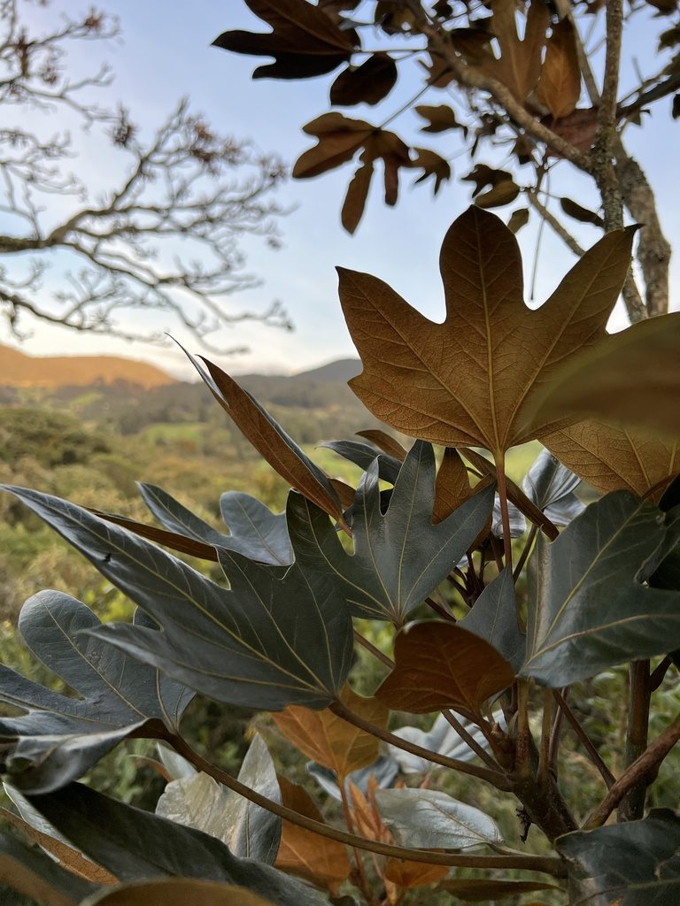 Oreopanax discolor, photographed by Nicolás Baresch Uribe
