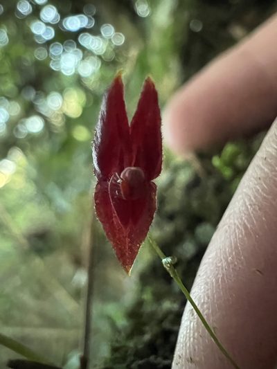 Lepanthes lingulosa, photographed by Nicolás Baresch Uribe
