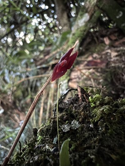 Lepanthes lingulosa, photographed by Nicolás Baresch Uribe
