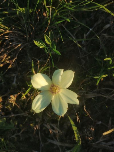 Zephyranthes americana, photographed by Pablo G. Fernández