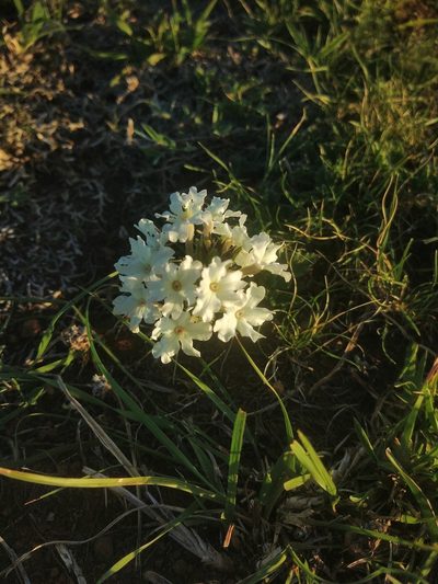 Verbena platensis, photographed by Pablo G. Fernández