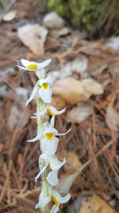 Deiregyne eriophora, photographed by Eugenio Padilla