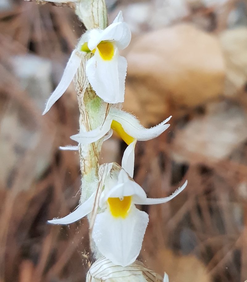 Deiregyne eriophora, photographed by Eugenio Padilla