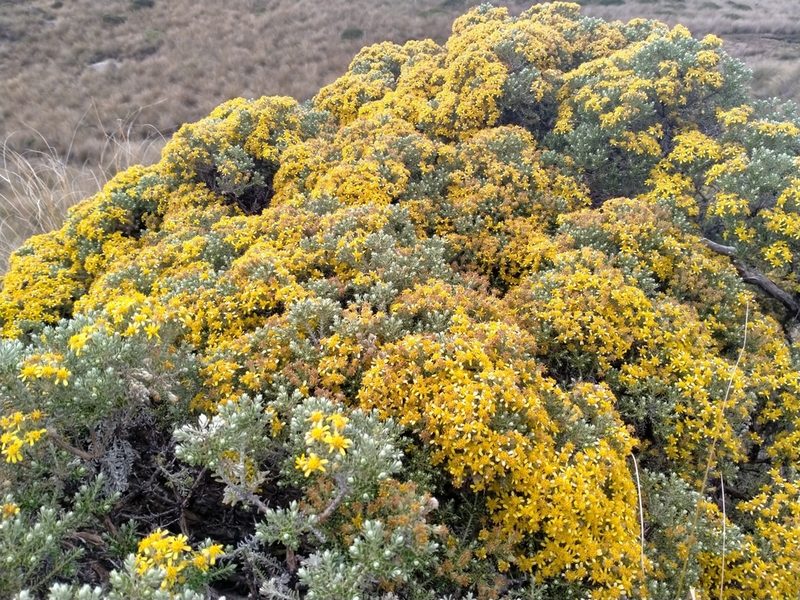 Brachyglottis cassinioides, photographed by John Barkla