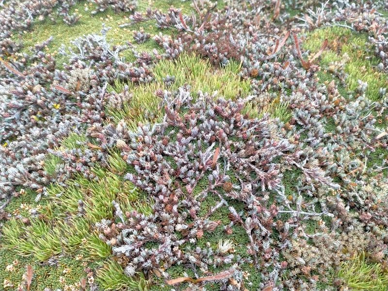 Dracophyllum prostratum, photographed by John Barkla