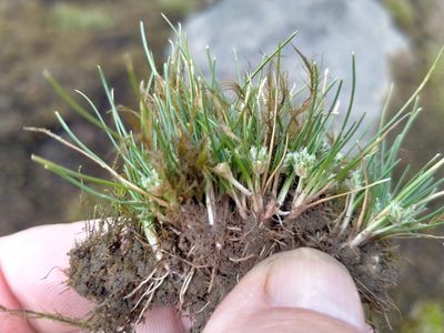 Isolepis basilaris, photographed by John Barkla