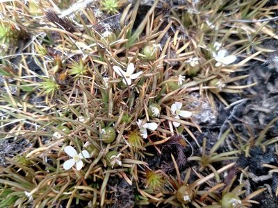 Stylidium subulatum, photographed by John Barkla