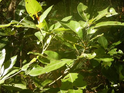 Persea borbonia, photographed by Ryan Watson