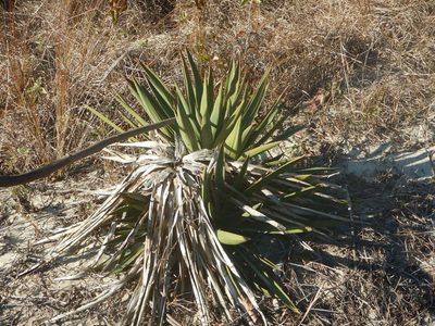 Yucca gloriosa, photographed by Ryan Watson