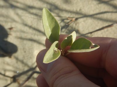 Croton punctatus, photographed by Ryan Watson