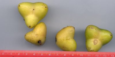 Staphylea tricornuta, photographed by Neptalí Ramírez Marcial