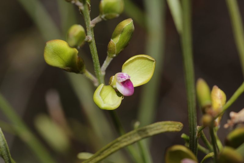 Comesperma integerrimum, photographed by Hugo Innes