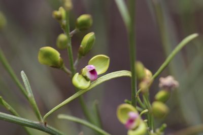 Comesperma integerrimum, photographed by Hugo Innes