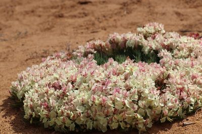 Leschenaultia macrantha, photographed by Hugo Innes