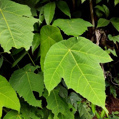 Macaranga triloba, photographed by Abu Hamas