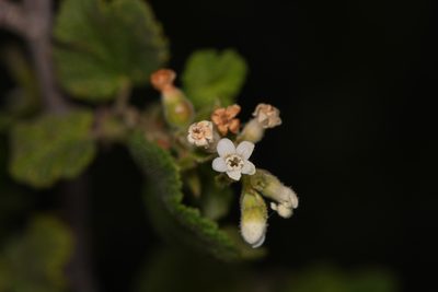 Ribes indecorum, photographed by Trevor Van Loon