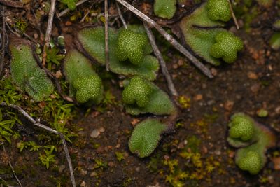 Calasterella californica, photographed by Trevor Van Loon