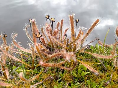 Drosera arcturi, photographed by John Barkla