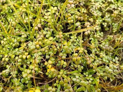 Hydrocotyle sulcata, photographed by John Barkla