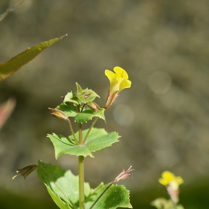 Erythranthe lagunensis, photographed by Bill Levine
