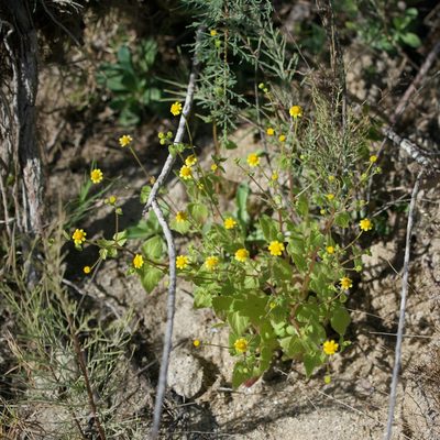 Perityle cuneata, photographed by Bill Levine