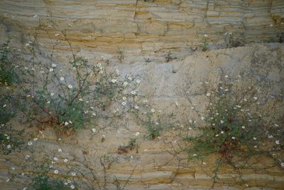 Perityle crassifolia, photographed by Bill Levine