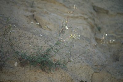 Perityle crassifolia, photographed by Bill Levine