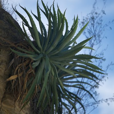 Agave aurea, photographed by Bill Levine