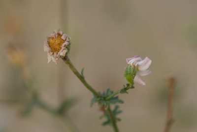 Perityle crassifolia, photographed by Bill Levine