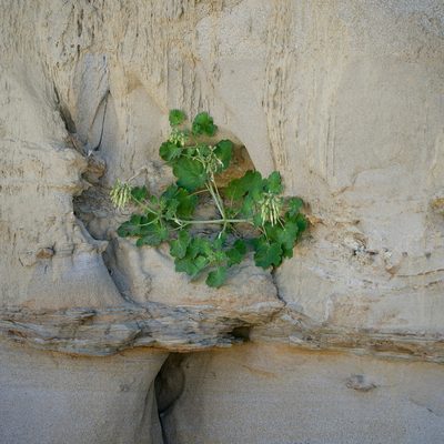 Eucnide cordata, photographed by Bill Levine