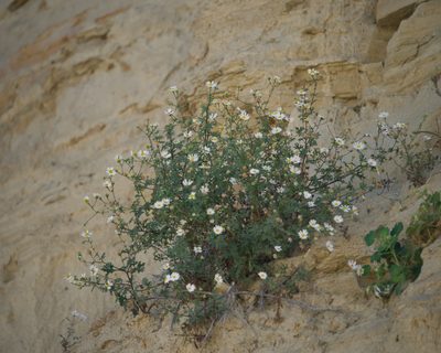 Perityle crassifolia, photographed by Bill Levine
